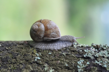 Дитячий табір Віфанія в Карпатах